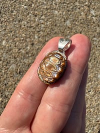 Image 4 of Turtle shell 1 