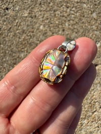 Image 5 of Turtle shell 1 