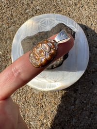 Image 1 of Turtle shell 1 