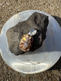 Image 6 of Turtle shell 1 