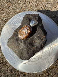 Image 2 of Turtle shell 1 