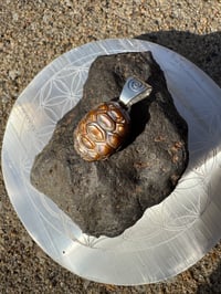Image 7 of Turtle shell 1 