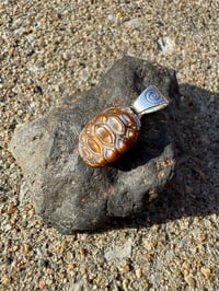 Image 3 of Turtle shell 1 