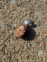Image 8 of Turtle shell 1 