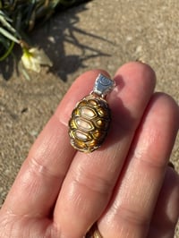 Image 1 of Turtle shell 2 