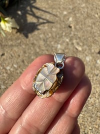 Image 2 of Turtle shell 2 