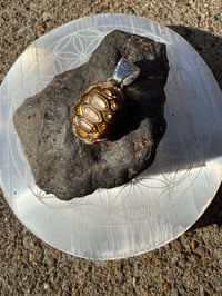 Image 3 of Turtle shell 2 