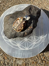 Image 4 of Turtle shell 2 