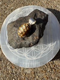 Image 5 of Turtle shell 2 