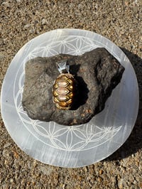 Image 6 of Turtle shell 2 