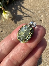 Image 3 of Turtle shell 3