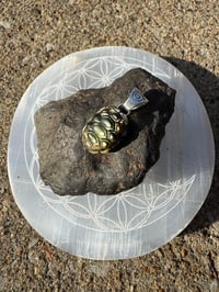 Image 4 of Turtle shell 3