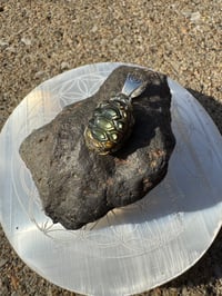 Image 5 of Turtle shell 3
