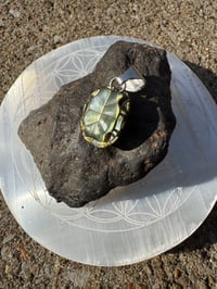 Image 6 of Turtle shell 3