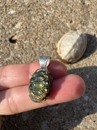 Image 2 of Turtle shell 3