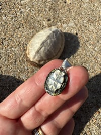 Image 2 of Turtle shell 4