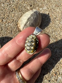 Image 3 of Turtle shell 4