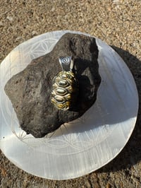 Image 4 of Turtle shell 4