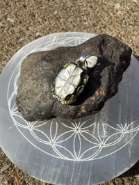 Image 5 of Turtle shell 4