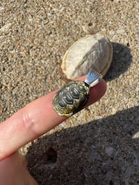 Image 6 of Turtle shell 4