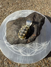 Image 7 of Turtle shell 4