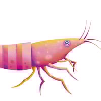 Image 3 of Notizblock Lütt Shrimps