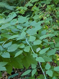Image 1 of Blackcap Raspberry  (Rubus leucodermis)