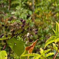 Image 5 of Blackcap Raspberry  (Rubus leucodermis)