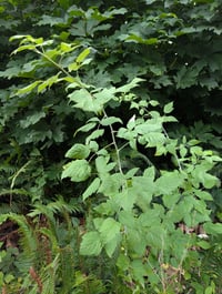 Image 4 of Blackcap Raspberry  (Rubus leucodermis)