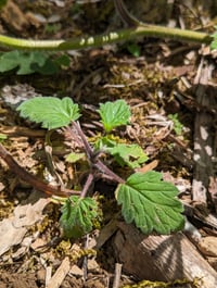 Image 5 of Bolander's Phacelia  (Phacelia bolanderi)