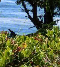 Image 4 of Salal  (Gaultheria shallon)