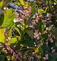 Image 2 of Salal  (Gaultheria shallon)