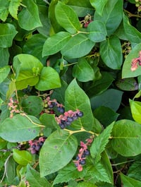 Image 1 of Salal  (Gaultheria shallon)