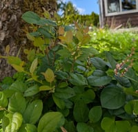 Image 3 of Salal  (Gaultheria shallon)