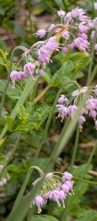 Image 2 of Nodding Onion  (Allium cernuum)