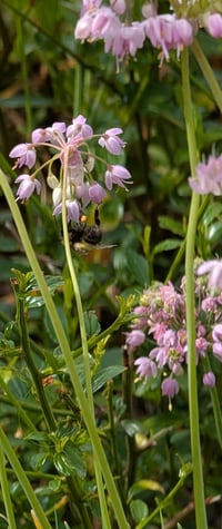 Image 1 of Nodding Onion  (Allium cernuum)