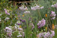 Image 3 of Nodding Onion  (Allium cernuum)