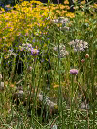 Image 4 of Nodding Onion  (Allium cernuum)