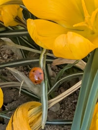 Image 5 of 🌸Spring Scavenger Hunt Explorer Kit