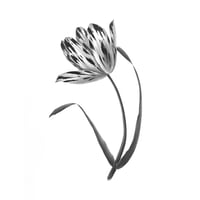 Image 1 of TULIPA JASMIJN