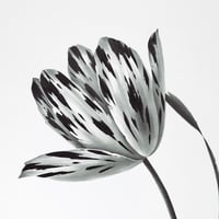 Image 3 of TULIPA JASMIJN