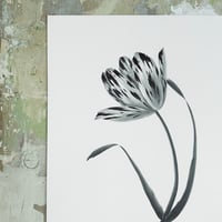 Image 2 of TULIPA JASMIJN