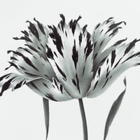 Image 3 of TULIPA VIVIANNE