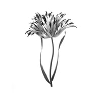 Image 1 of TULIPA VIVIANNE