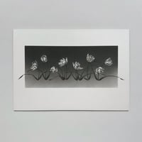 Image 2 of TULIPAE ADAGIO