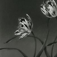 Image 3 of TULIPAE ADAGIO