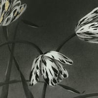 Image 4 of TULIPAE ADAGIO