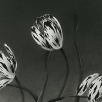 Image 1 of TULIPAE ADAGIO