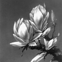 Image 2 of MAGNOLIA GRANDIFLORA