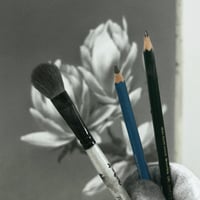 Image 3 of MAGNOLIA GRANDIFLORA